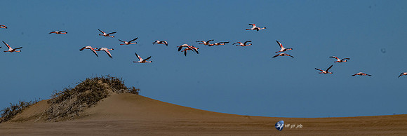 20230603-Namibie- Swakopmund-Walvis Bay-JNB_4216