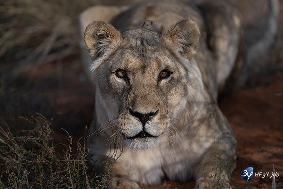 20230527-0528--Namibie-Kalaharigamelodge-JNB_2291