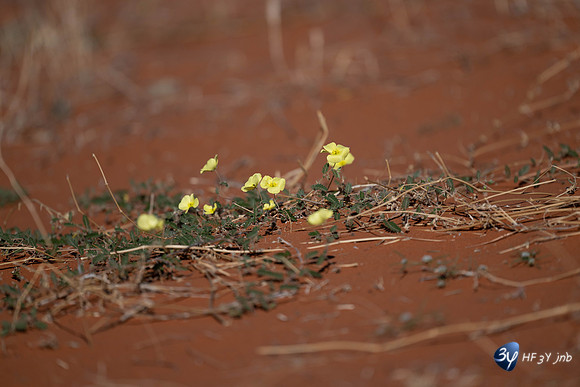 20230527-0529--Namibie-Bagatelle-lodge-JNB_2687