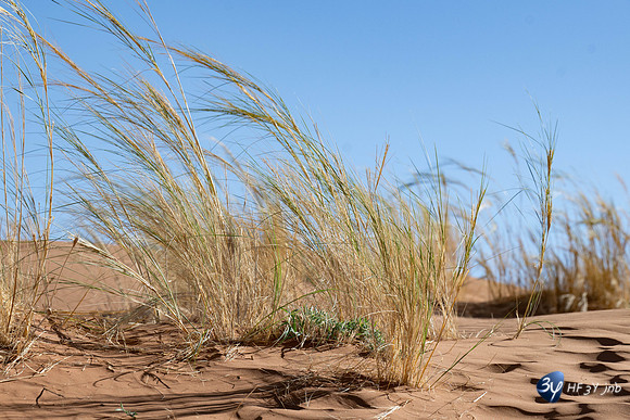 20230531-Namibie-Sesriem-Sossusvlei-JNB_3714