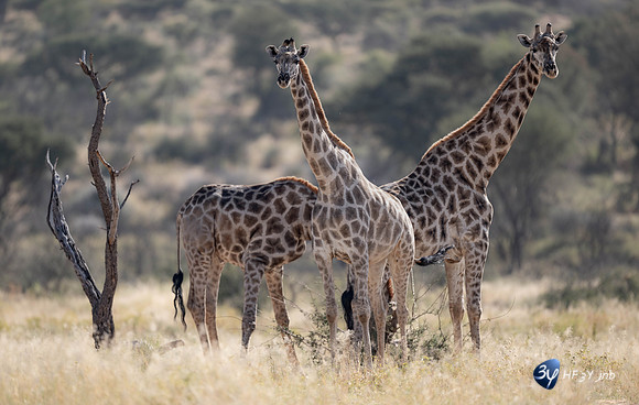 20230525-Namibie-Voigtland-guesthouse-JNB_1425