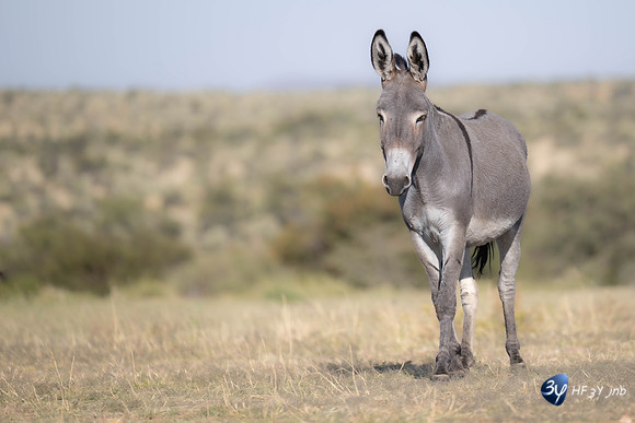 20230525-Namibie-Voigtland-guesthouse-JNB_1453