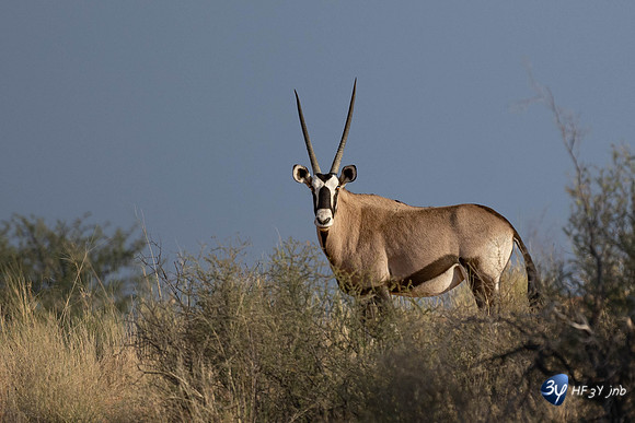 20230527-0528--Namibie-Kalaharigamelodge-JNB_2239