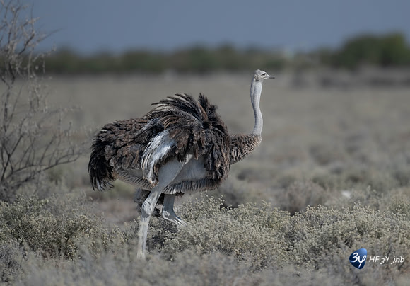 20230609-Namibie-Safari Etosha-JNB_5823