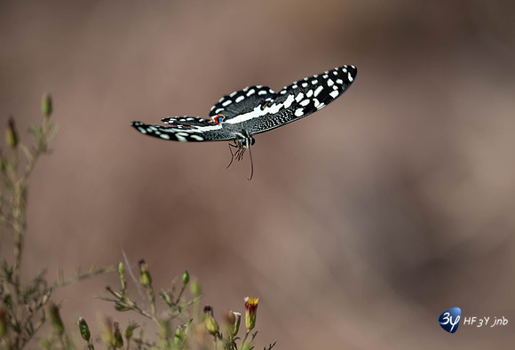 20230612-Namibie-Etosha-Okonjima-3Z5_3163