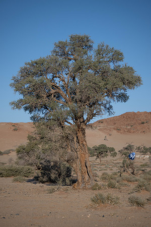 20230531-Namibie-Sesriem-Sossusvlei-JNB_3800