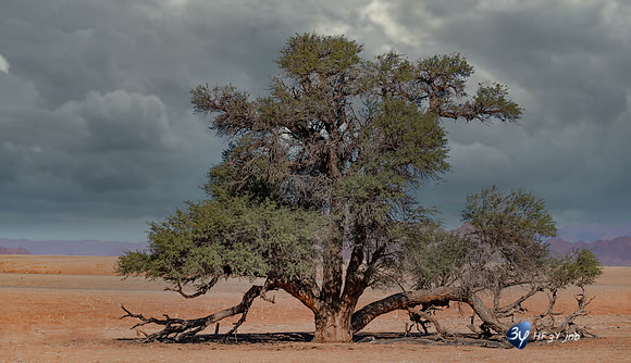 20230531-Namibie-Sesriem-Sossusvlei-3Z5_1503-mod