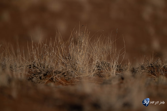 20230530-Namibie-GreenFire Desert Lodge-JNB_3385