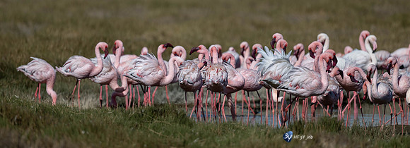 20230603-Namibie- Swakopmund-Walvis Bay-JNB_4159