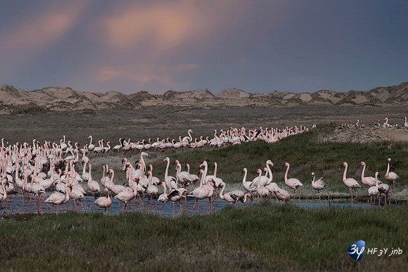 20230603-Namibie- Swakopmund-Walvis Bay-3Z5_1686-Modifier-6-Modifier