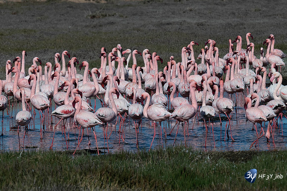 20230603-Namibie- Swakopmund-Walvis Bay-3Z5_1692