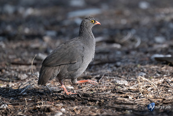 20230611-Namibie-Etosha O safari-JNB_6702