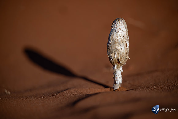 20230531-Namibie-Sesriem-Sossusvlei-JNB_3780
