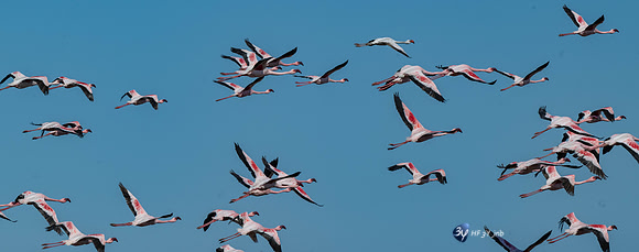20230603-Namibie- Swakopmund-Walvis Bay-JNB_4311
