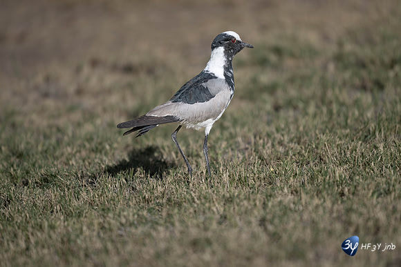 20230610-Namibie-Etosha E-Ettosha O-JNB_5892