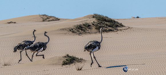 20230603-Namibie- Swakopmund-Walvis Bay-JNB_4148