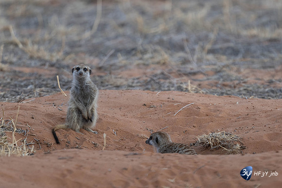 20230527-0528--Namibie-Kalaharigamelodge-JNB_2280
