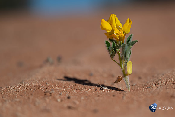 20230531-Namibie-Sesriem-Sossusvlei-3Z5_1454