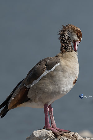 20230610-Namibie-Etosha E-Ettosha O-JNB_6102