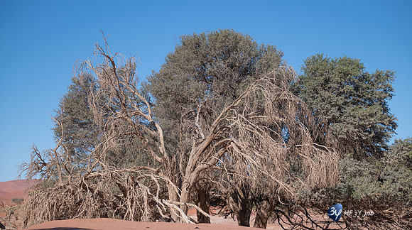 20230531-Namibie-Sesriem-Sossusvlei-20230531-Namibie-Sesriem-Sossusvlei-3Z5_1351