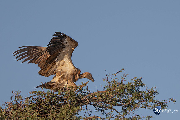 20230526-Namibie-Kuzikus-JNB_1837