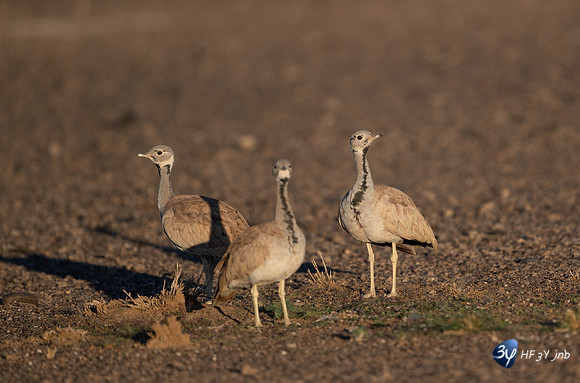 20230531-Namibie-Sesriem-Sossusvlei-JNB_3828