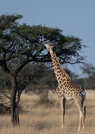 20230526-Namibie-Kuzikus-JNB_1803