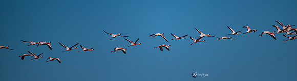 20230603-Namibie- Swakopmund-Walvis Bay-JNB_4176
