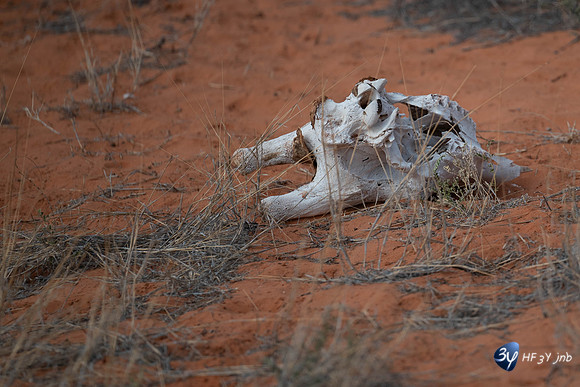 20230527-0528--Namibie-Kalaharigamelodge-3Z5_0552