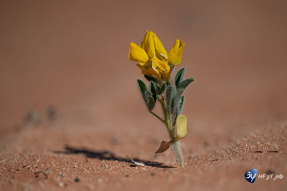 20230531-Namibie-Sesriem-Sossusvlei-3Z5_1453