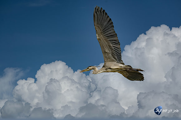 20230612-Namibie-Etosha-Okonjima-JNB_6817-Modifier