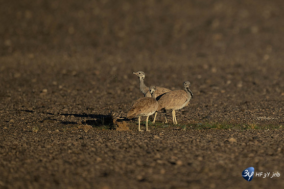 20230531-Namibie-Sesriem-Sossusvlei-JNB_3813