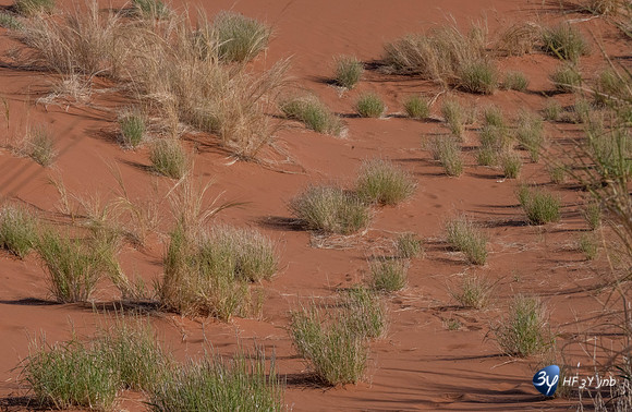 20230531-Namibie-Sesriem-Sossusvlei-JNB_3723