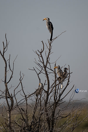 20230609-Namibie-Safari Etosha-JNB_5414