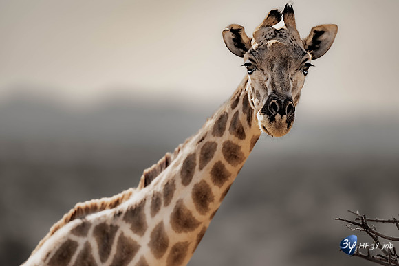 20230525-Namibie-Voigtland-guesthouse-JNB_1430