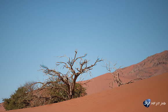 20230531-Namibie-Sesriem-sossusvlei-3Z5_1259