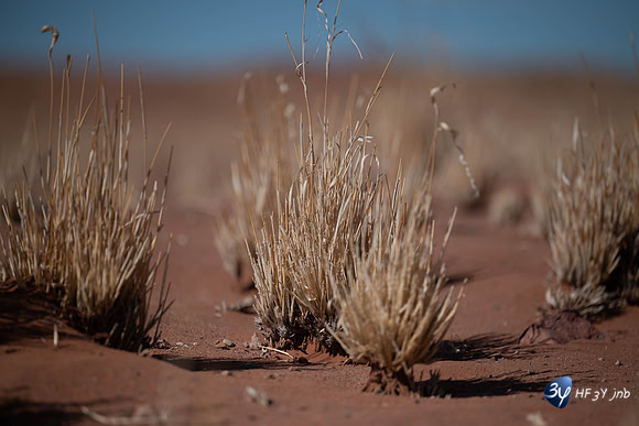 20230530-Namibie-GreenFire Desert Lodge-3Z5_1087