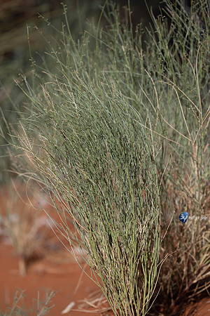 20230527-0529--Namibie-Bagatelle-lodge-JNB_2684