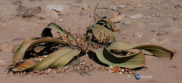 20230606-Namibie-Damaraland-3Z5_2367