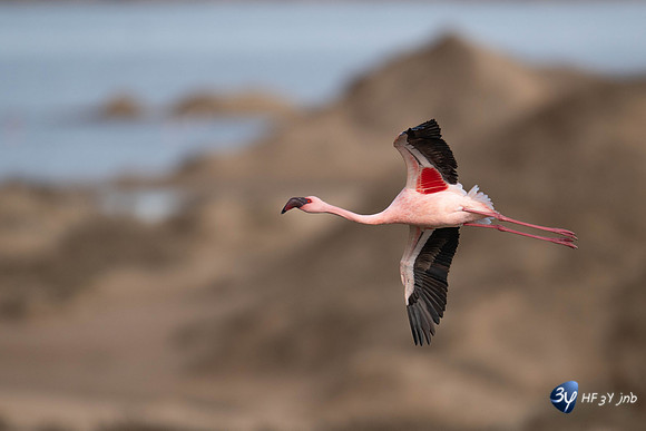 20230603-Namibie- Swakopmund-Walvis Bay-JNB_3899