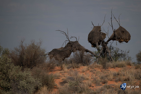 20230527-0528--Namibie-Kalaharigamelodge-3Z5_0567