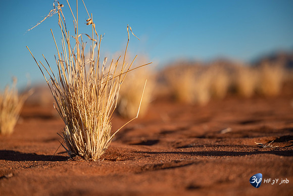 20230530-Namibie-GreenFire Desert Lodge-3Z5_1137
