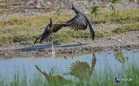 20230611-Namibie-Etosha O safari-JNB_6689