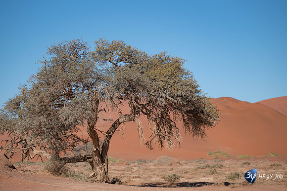 20230531-Namibie-Sesriem-sossusvlei-3Z5_1390