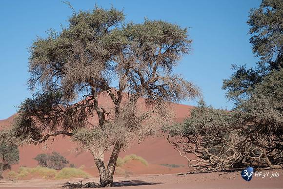 20230531-Namibie-Sesriem-sossusvlei-3Z5_1355