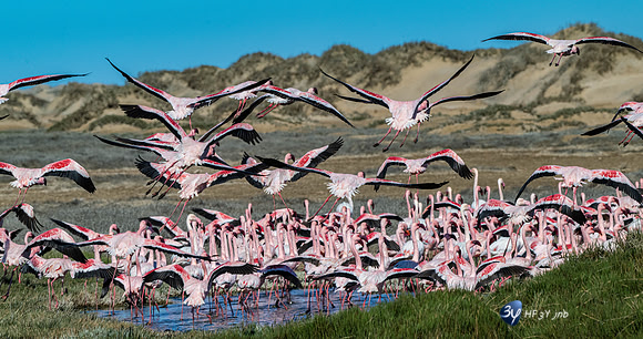 20230603-Namibie- Swakopmund-Walvis Bay-JNB_4195