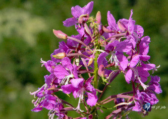 plusieurs