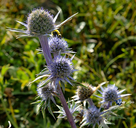 plusieurs
