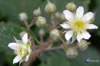 plusieurs
