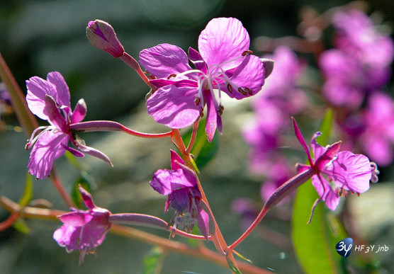 plusieurs